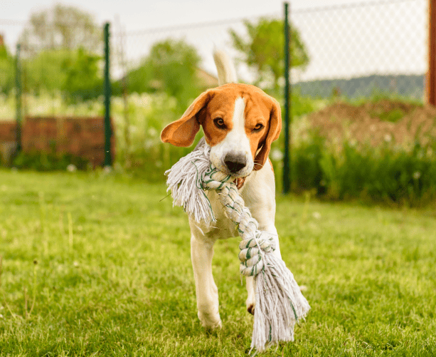 7 Beneficios De Comprar Una Casa Con Jardín 3 (1)